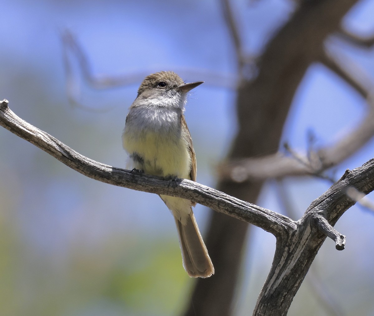 Dusky-capped Flycatcher - Adam Dudley