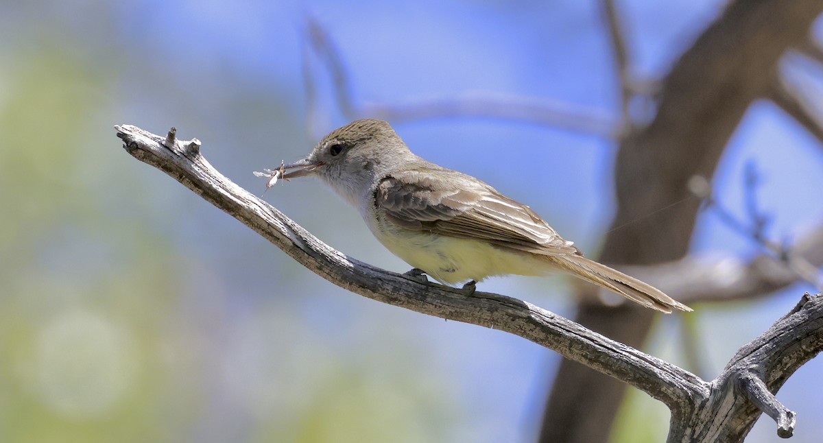 Dusky-capped Flycatcher - Adam Dudley