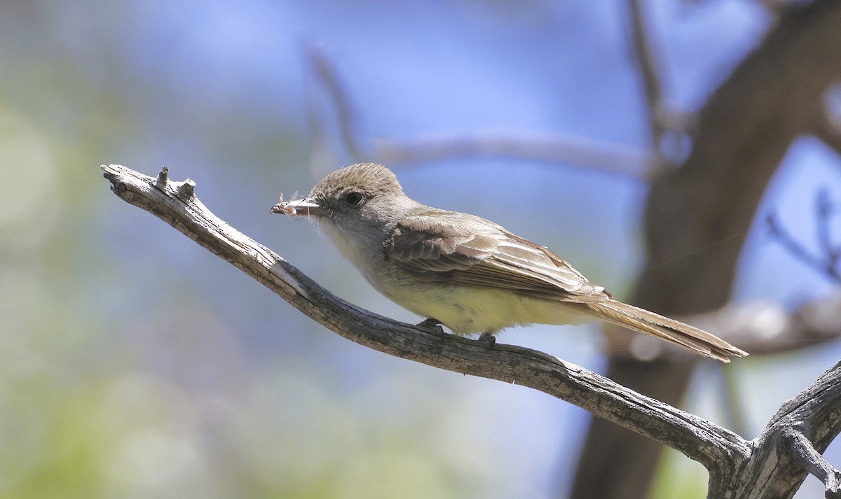 Dusky-capped Flycatcher - Adam Dudley