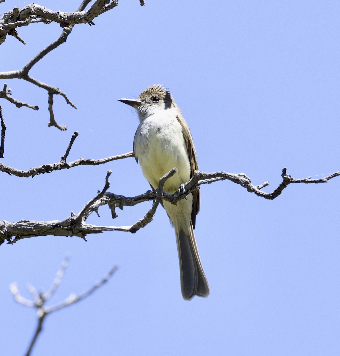 Dusky-capped Flycatcher - Adam Dudley