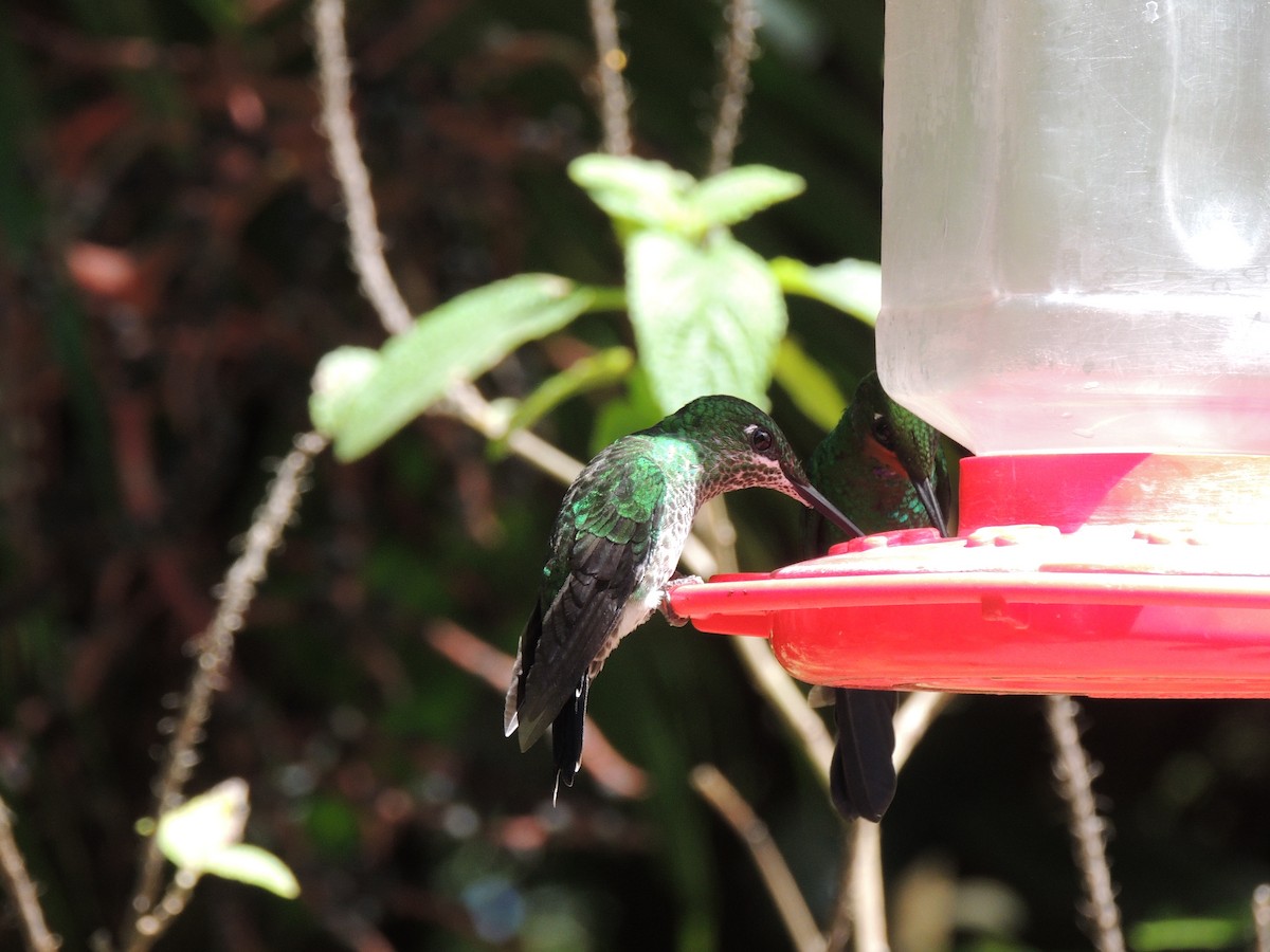 Green-crowned Brilliant - Roger Lambert