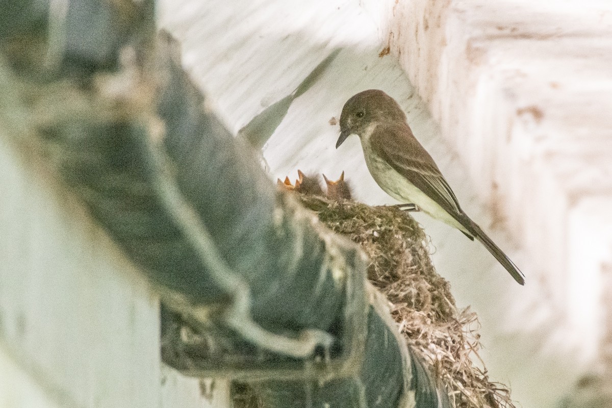 Eastern Phoebe - Jean-Sébastien Guénette