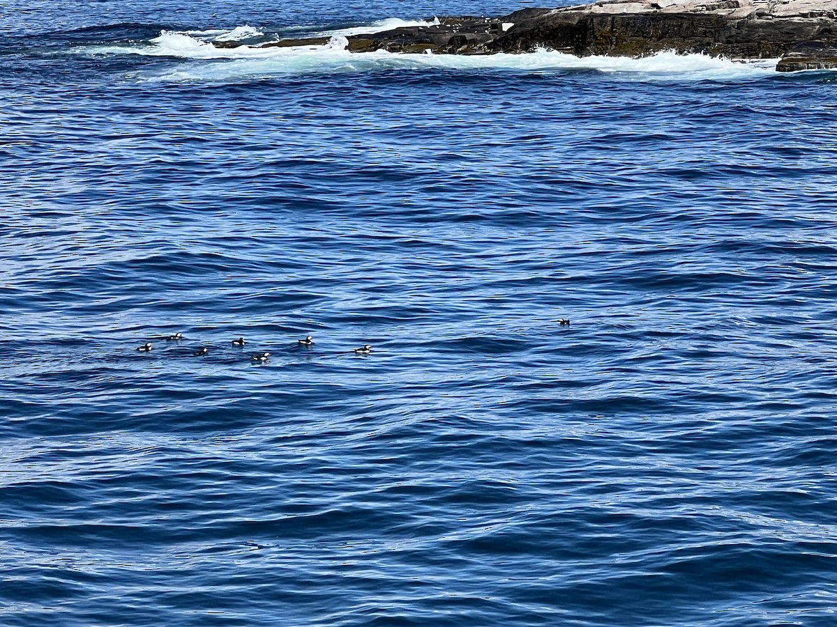 Atlantic Puffin - Sebastian Martinson