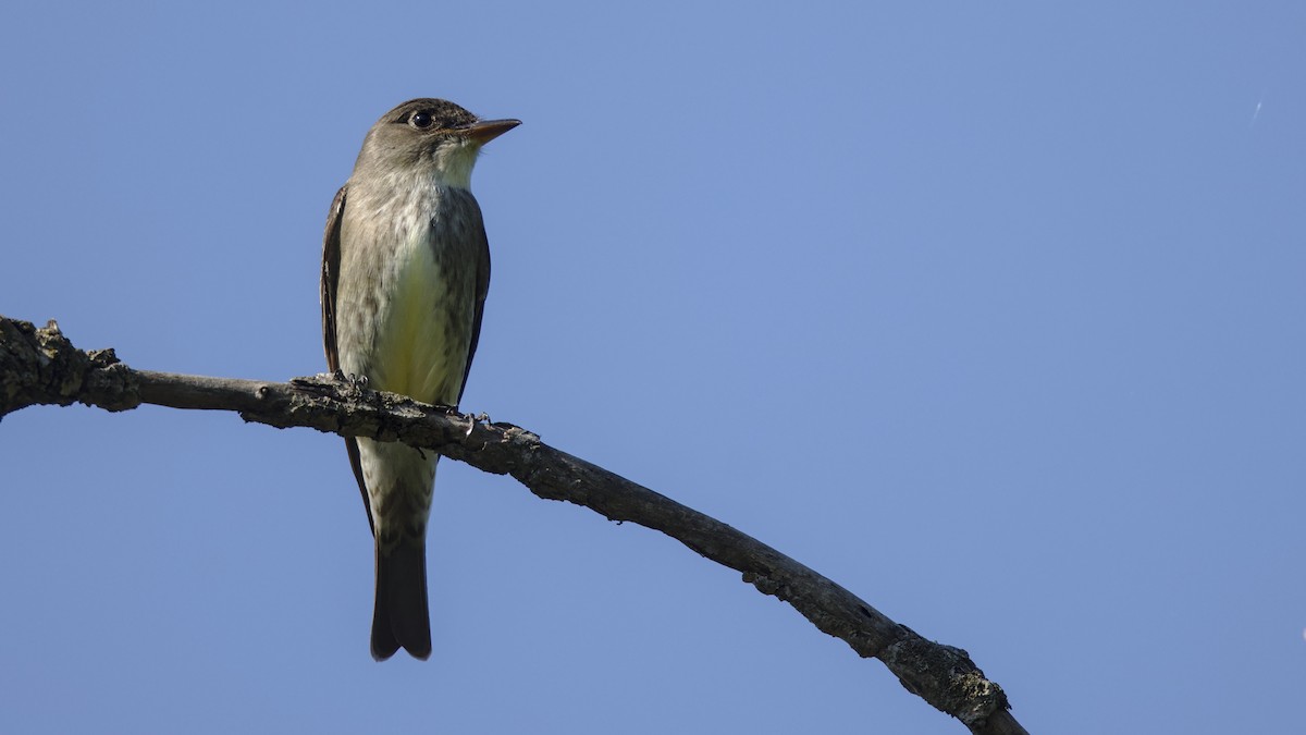 Olive-sided Flycatcher - Mark Scheel