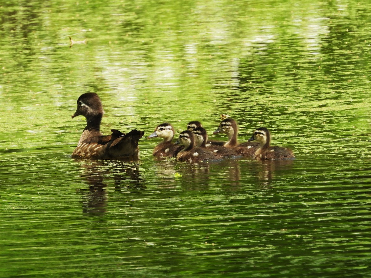 Wood Duck - Bill Blauvelt