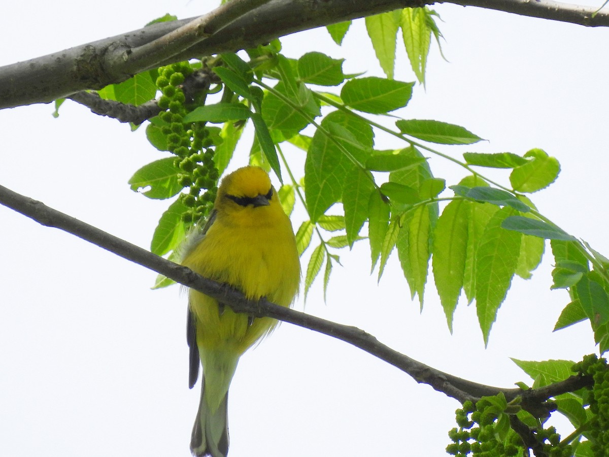 Blue-winged Warbler - Cristina Hartshorn