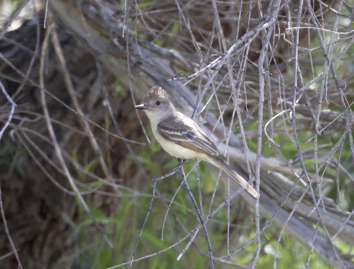 Ash-throated Flycatcher - ML619597058