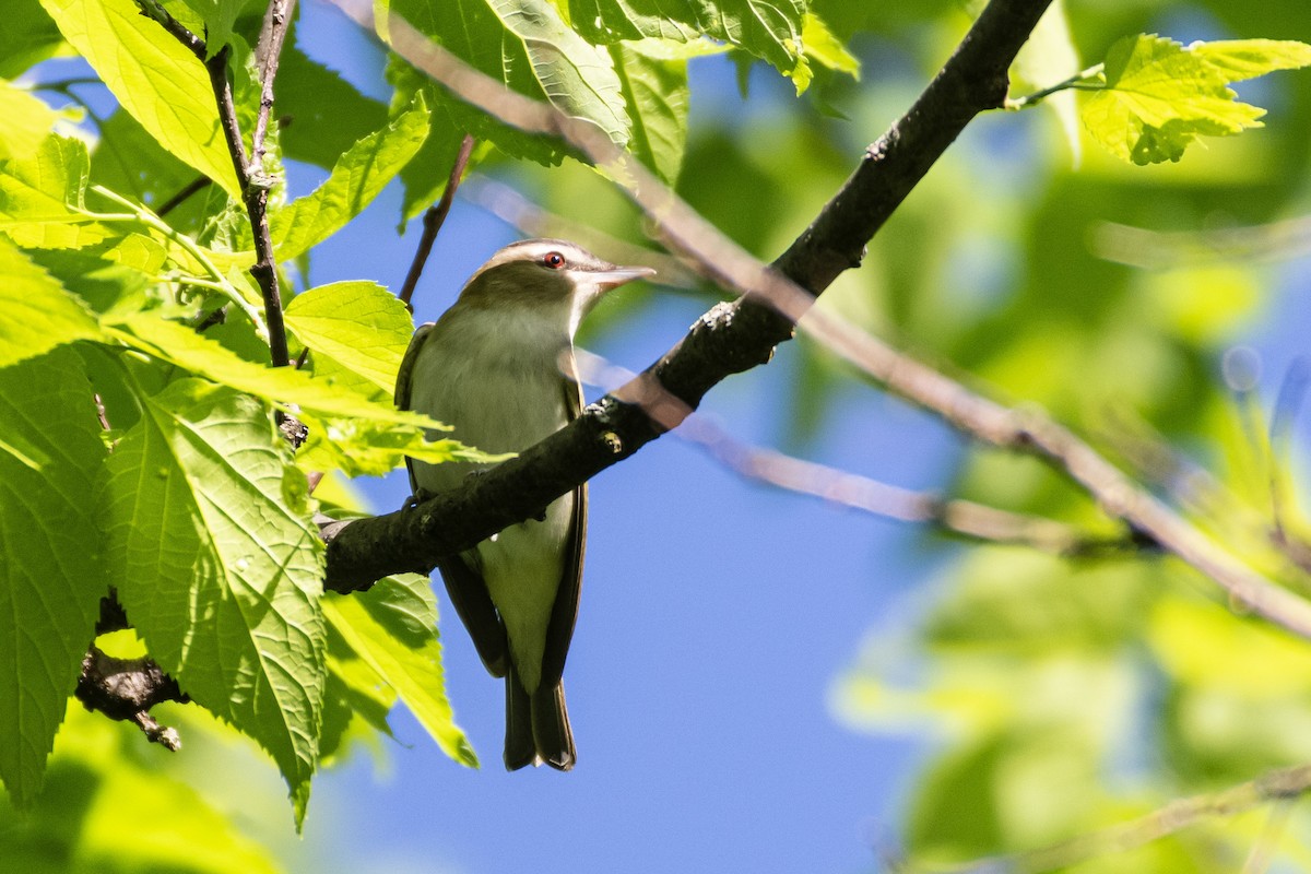 Kızıl Gözlü Vireo - ML619597061