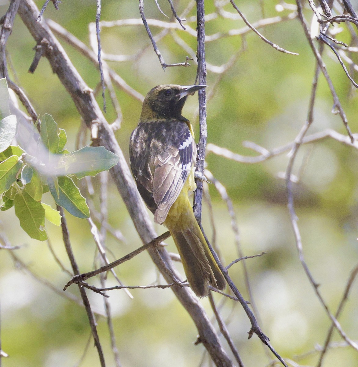 Scott's Oriole - ML619597065