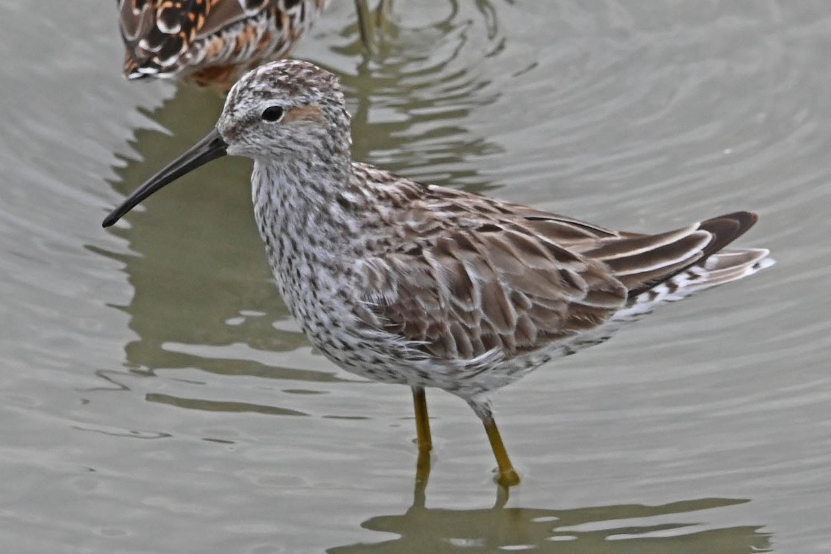 Stilt Sandpiper - Marla Hibbitts