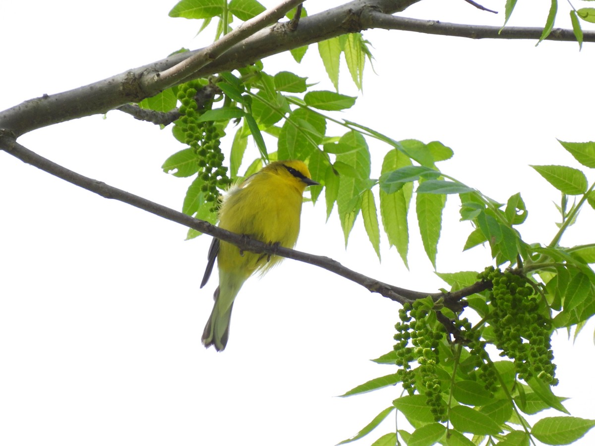 Blue-winged Warbler - Cristina Hartshorn