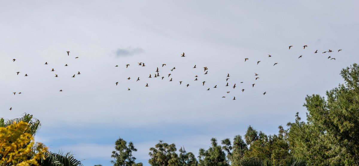 Long-billed Curlew - Christine Jacobs