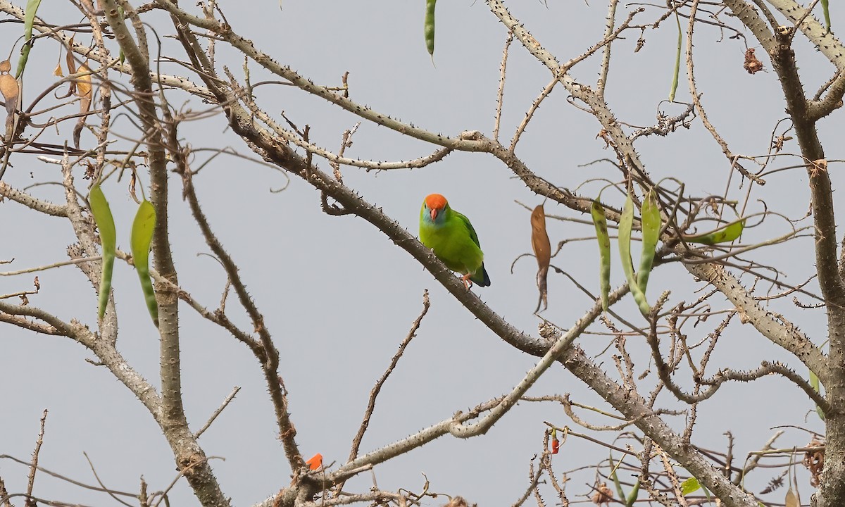 Philippine Hanging-Parrot - Paul Fenwick