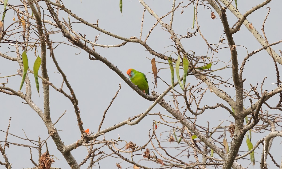 Philippine Hanging-Parrot - Paul Fenwick