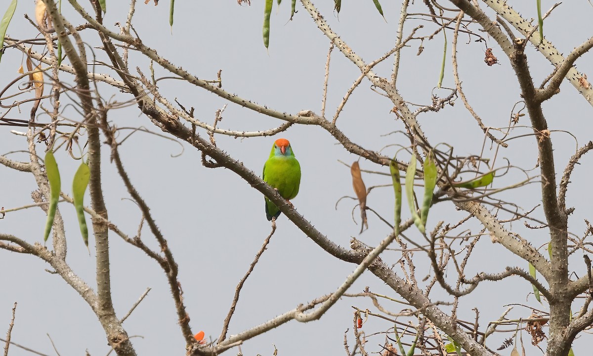 Philippine Hanging-Parrot - Paul Fenwick