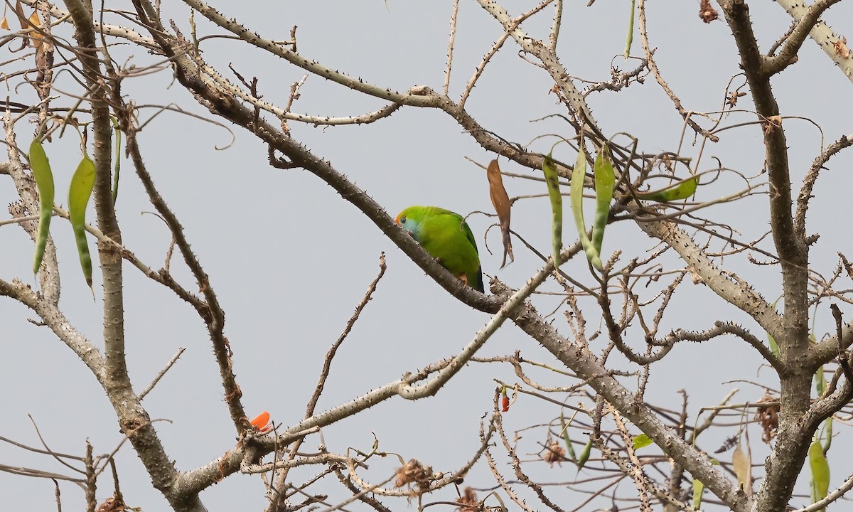 Philippine Hanging-Parrot - Paul Fenwick