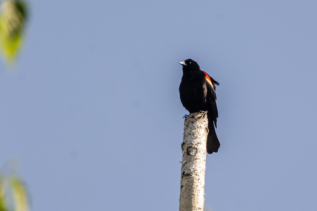 Red-winged Blackbird - Jean-Sébastien Guénette