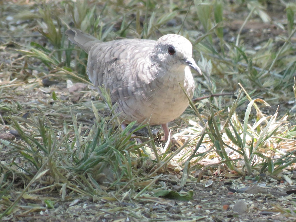 Inca Dove - ML619597087