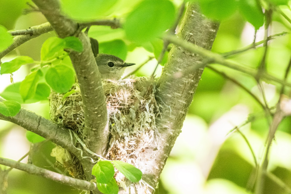 American Redstart - Jean-Sébastien Guénette