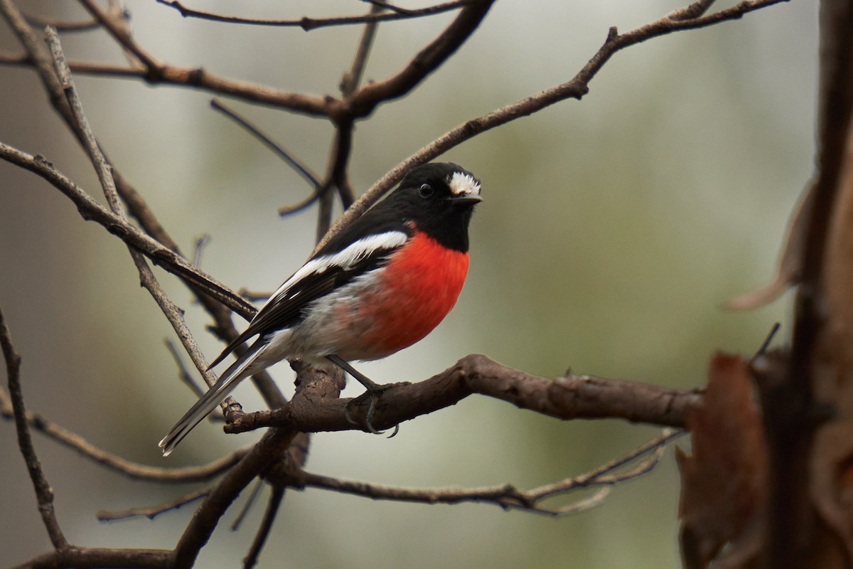 Scarlet Robin - Grigory Heaton