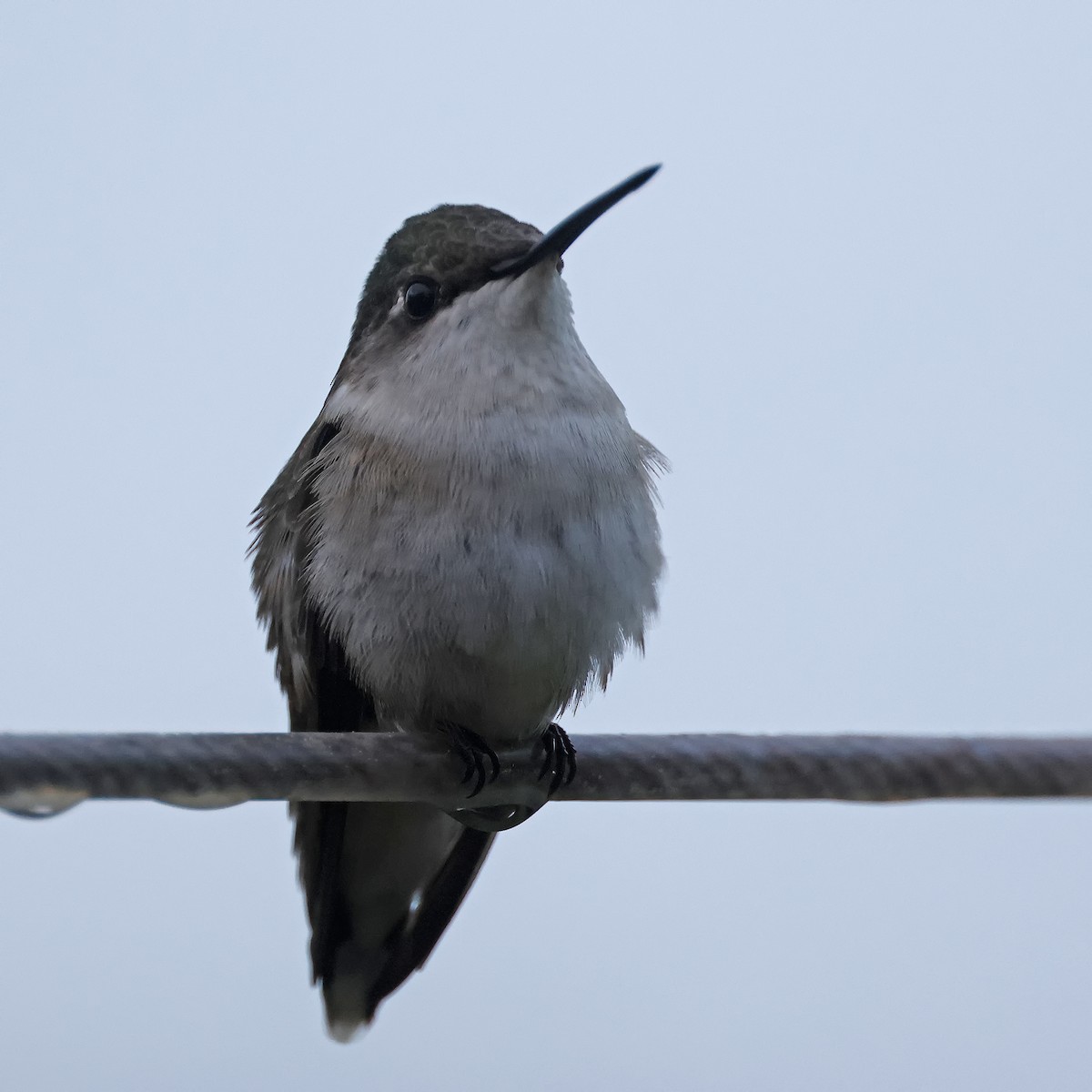 Ruby-throated Hummingbird - Johanne Charette