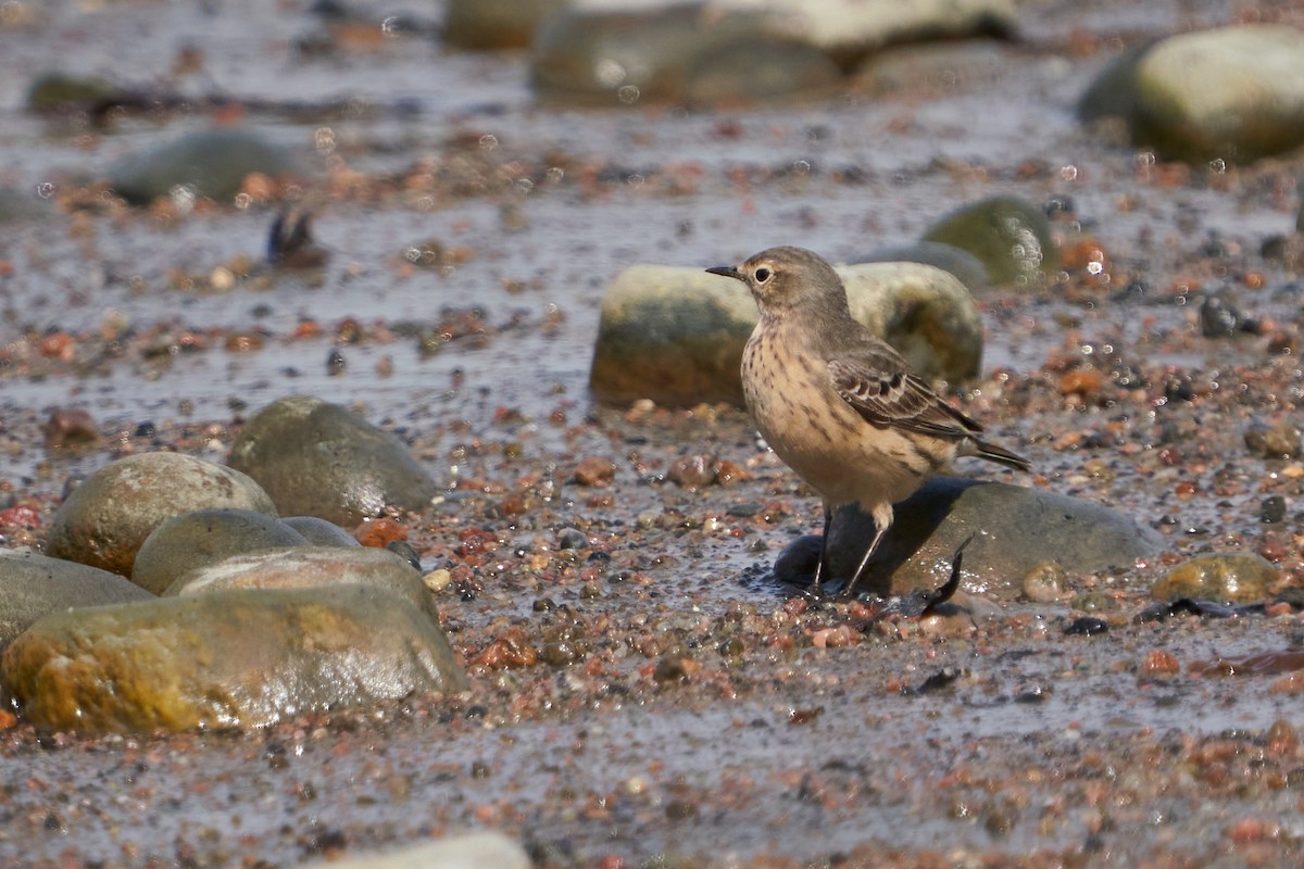 American Pipit - Dominique Genna