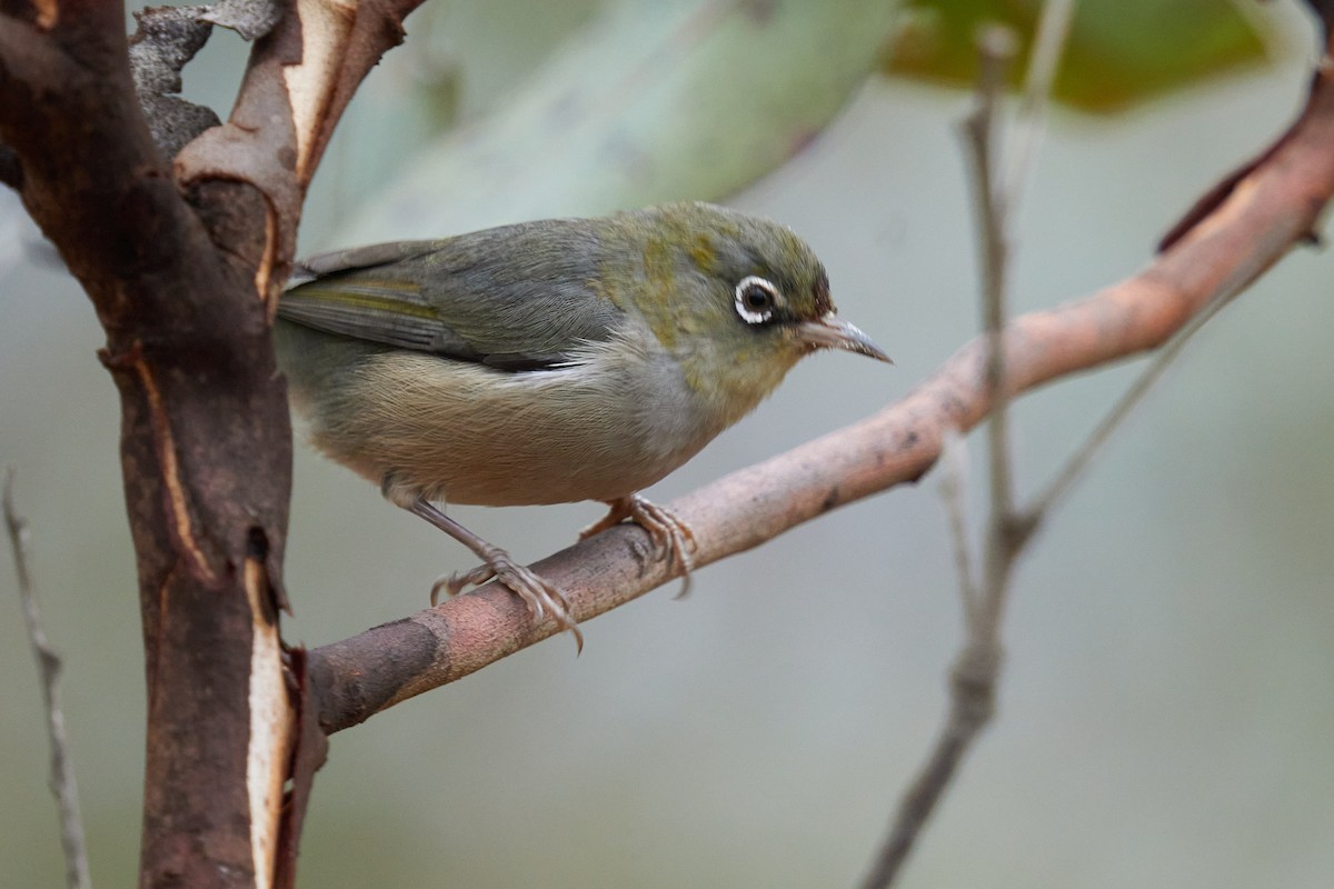 Silvereye - Grigory Heaton