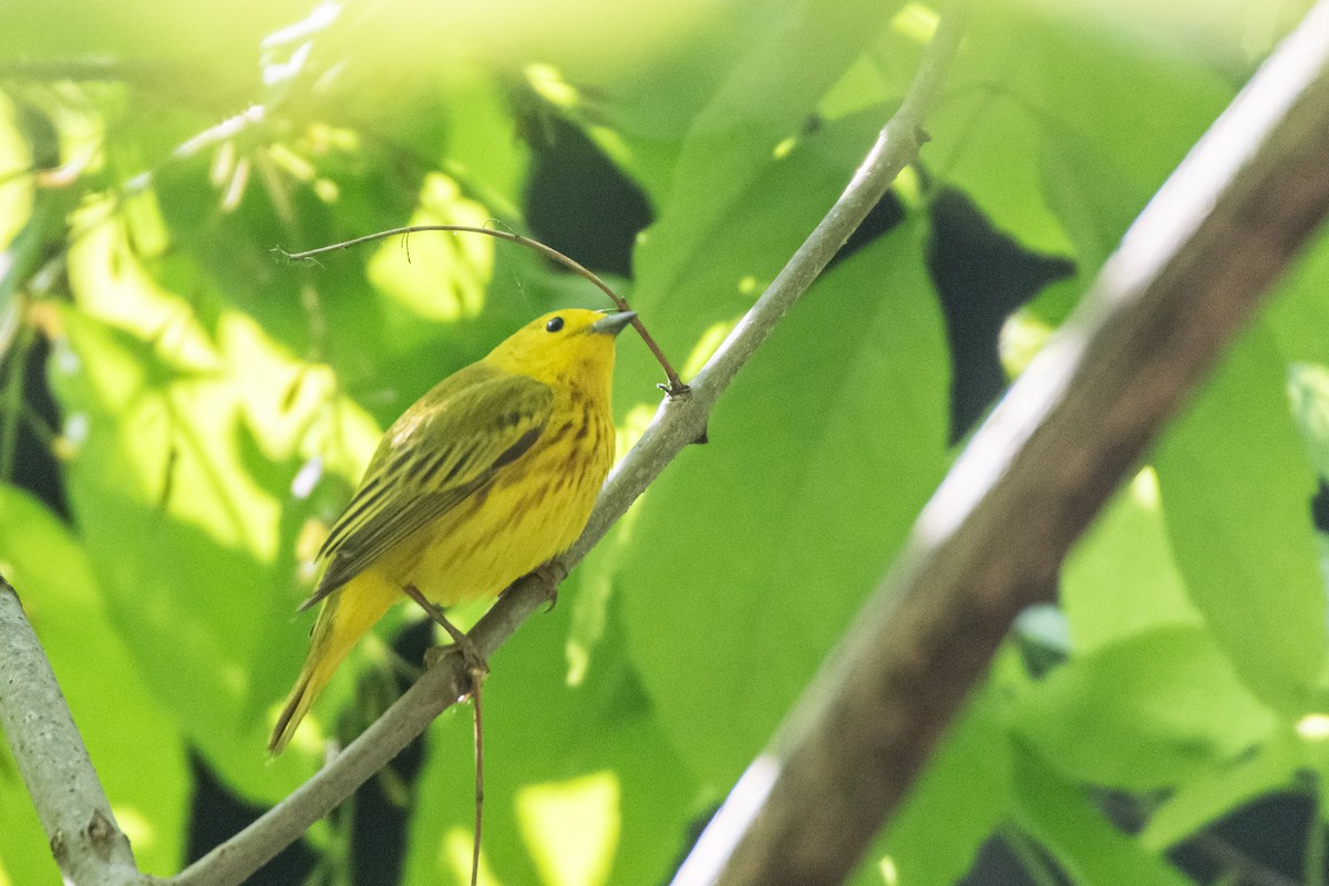 Yellow Warbler - Jean-Sébastien Guénette