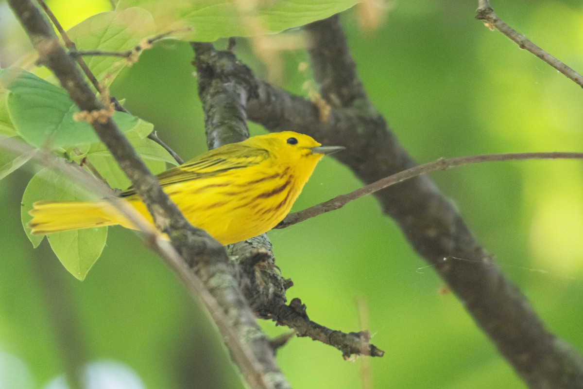 Yellow Warbler - Jean-Sébastien Guénette