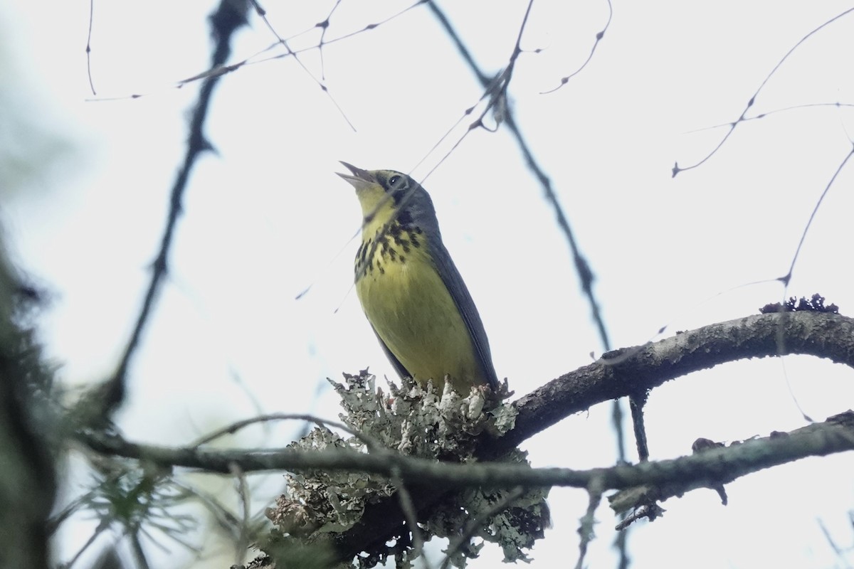 Canada Warbler - Eric Mueller