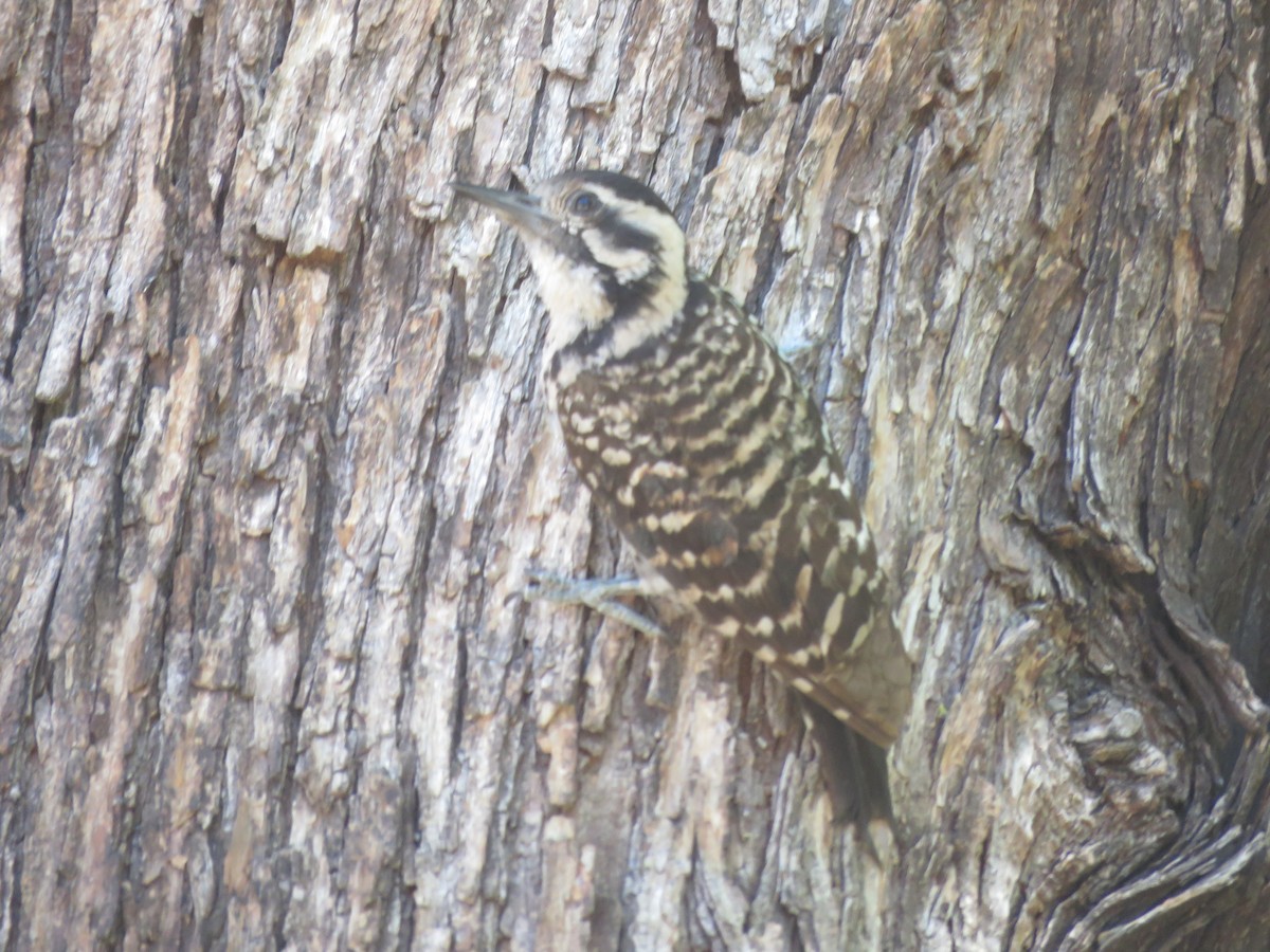 Ladder-backed Woodpecker - Anonymous