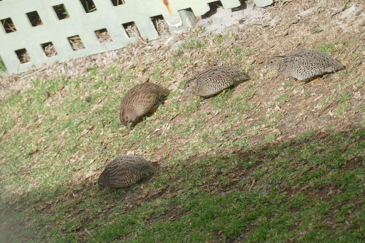 Brown Quail - ML619597112