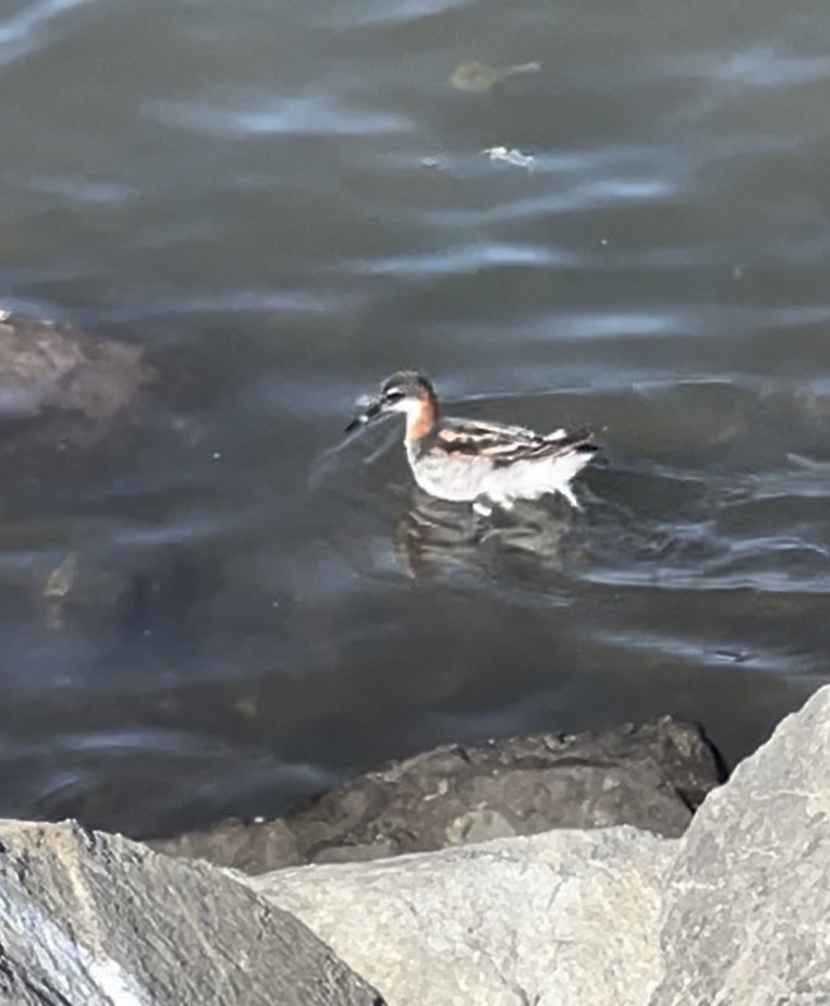 Red-necked Phalarope - Sarah Mannell