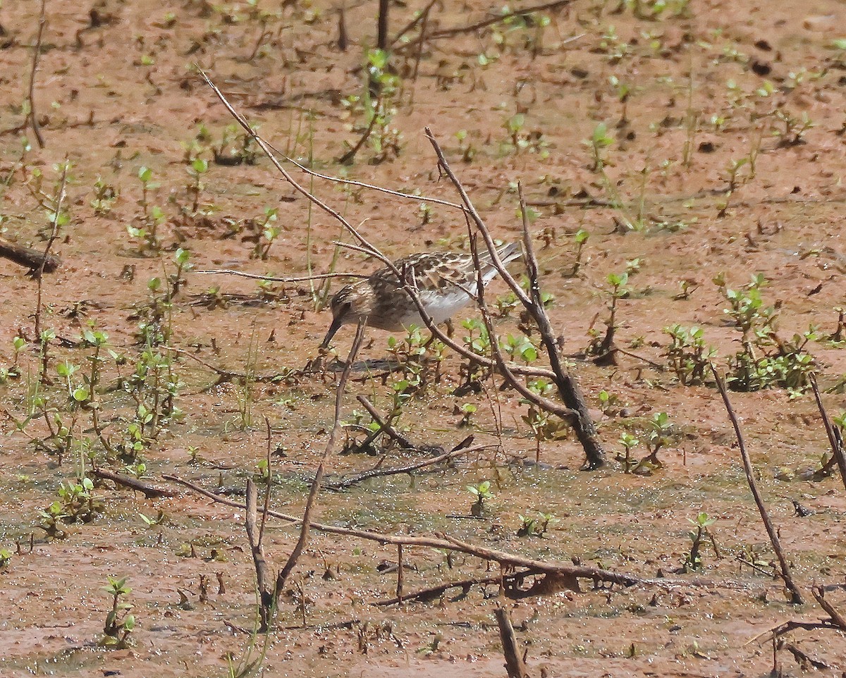 Least Sandpiper - Rick Kittinger