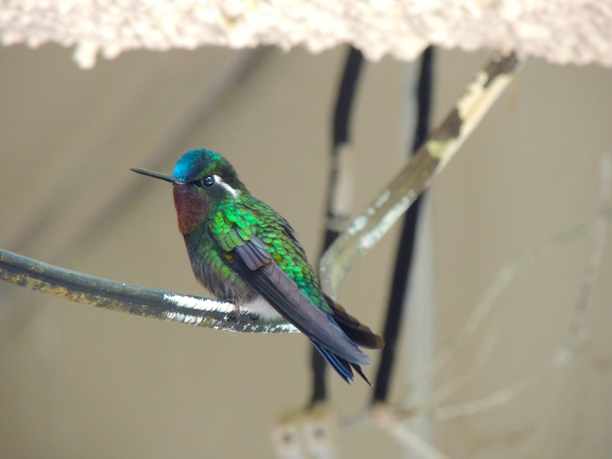 Purple-throated Mountain-gem - Roger Lambert