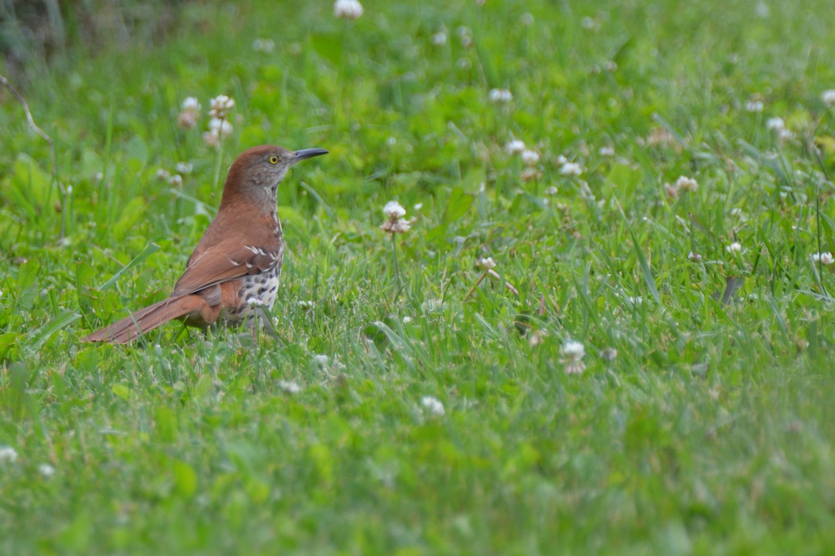 Brown Thrasher - Matthew Wibberley