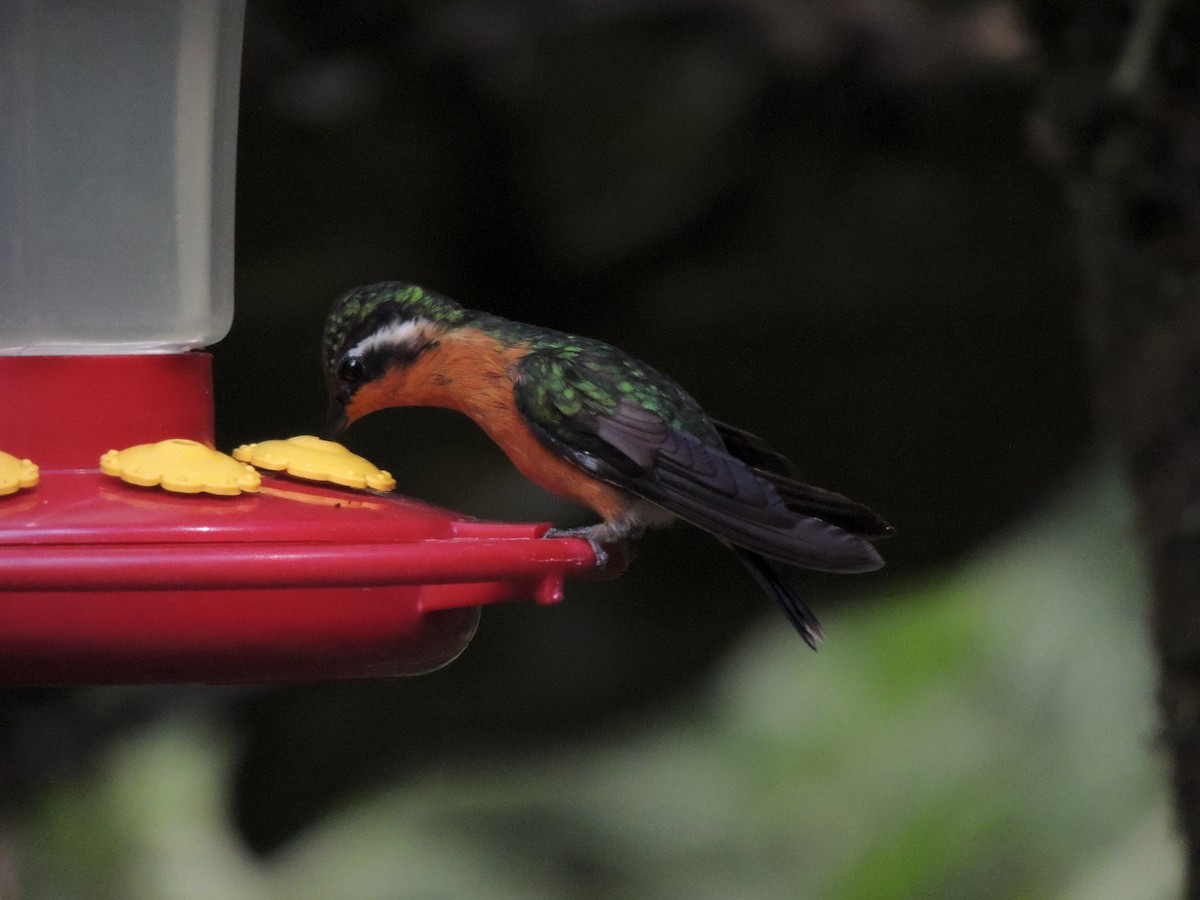 Purple-throated Mountain-gem - Roger Lambert