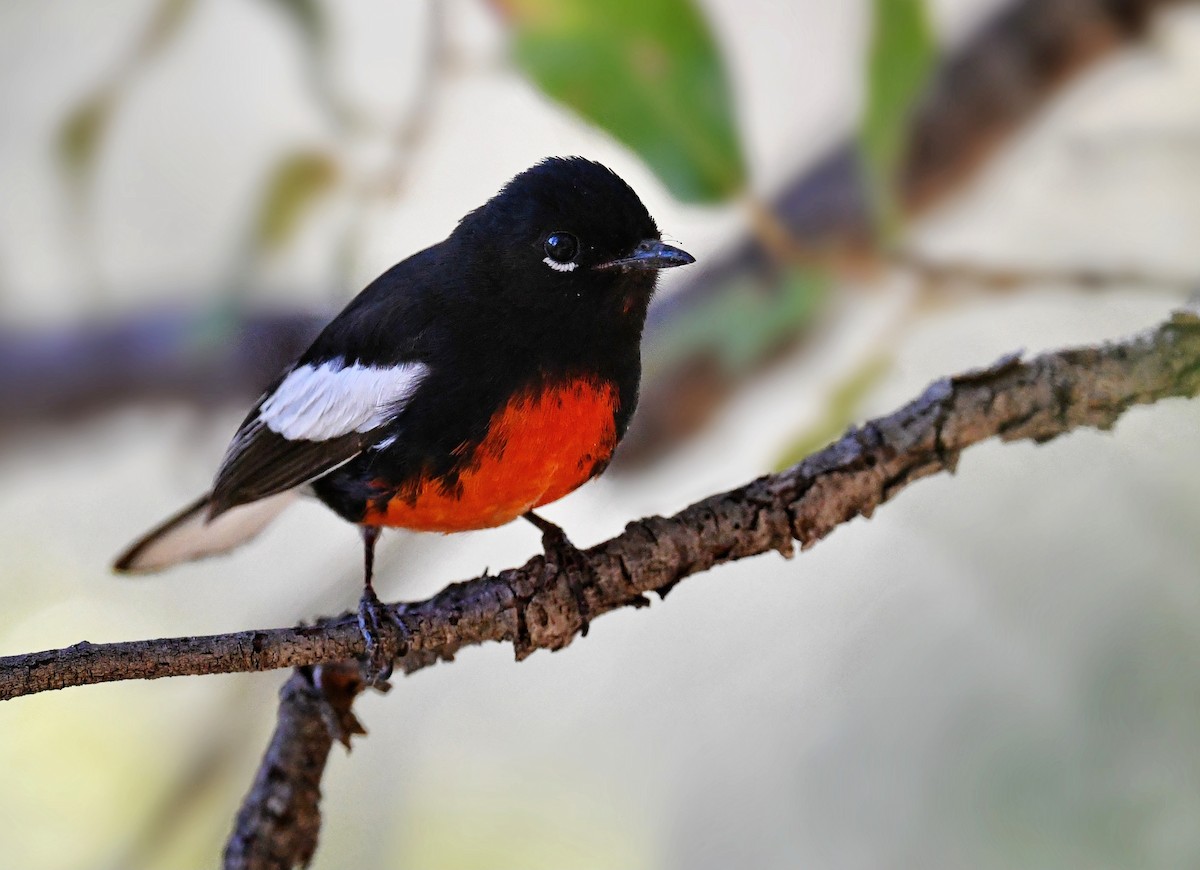 Painted Redstart - Tim K