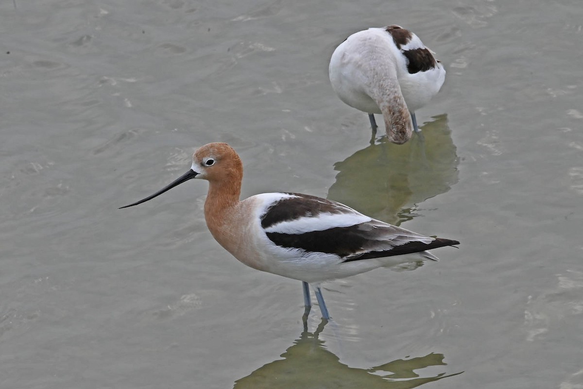 American Avocet - Marla Hibbitts