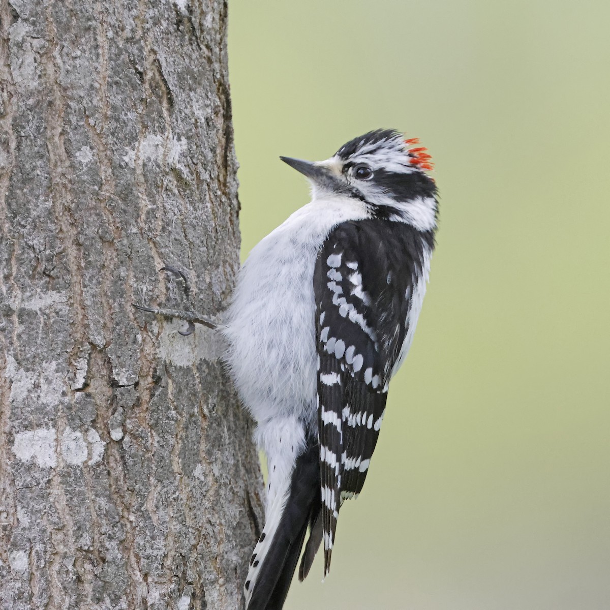 Downy Woodpecker - Johanne Charette