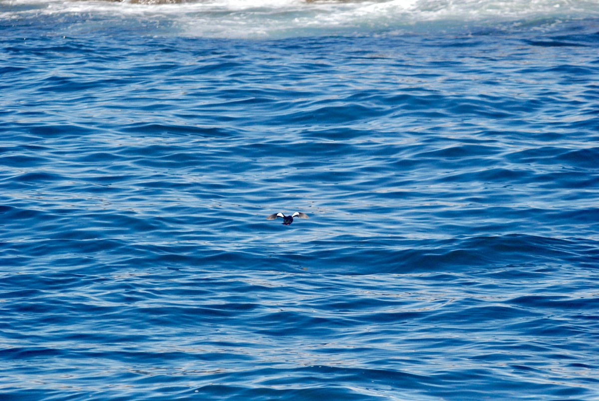 Black Guillemot - Sebastian Martinson