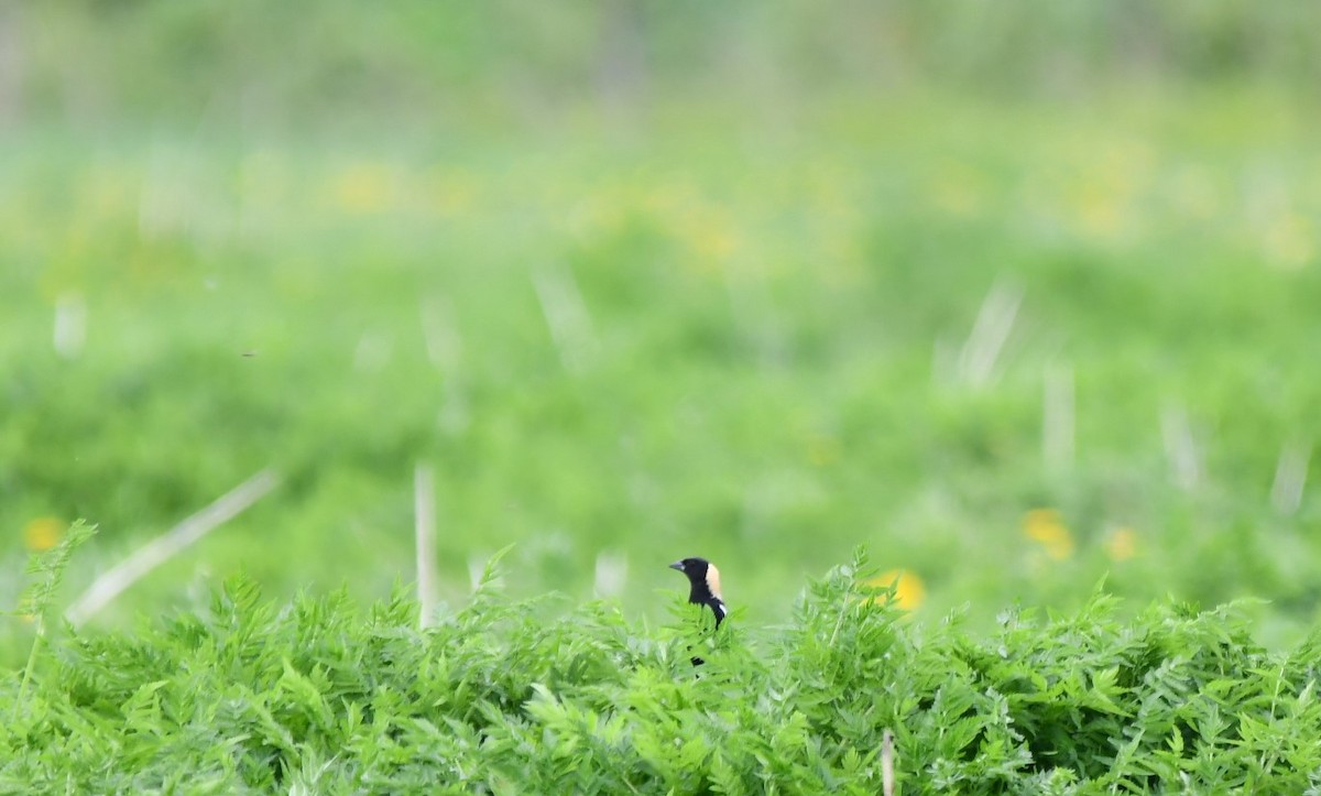 Bobolink - Monique Maynard