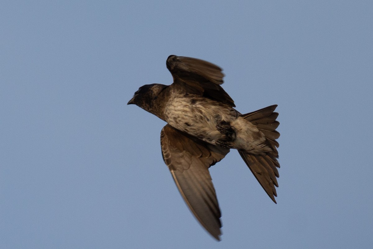 Purple Martin - Dario Cantu