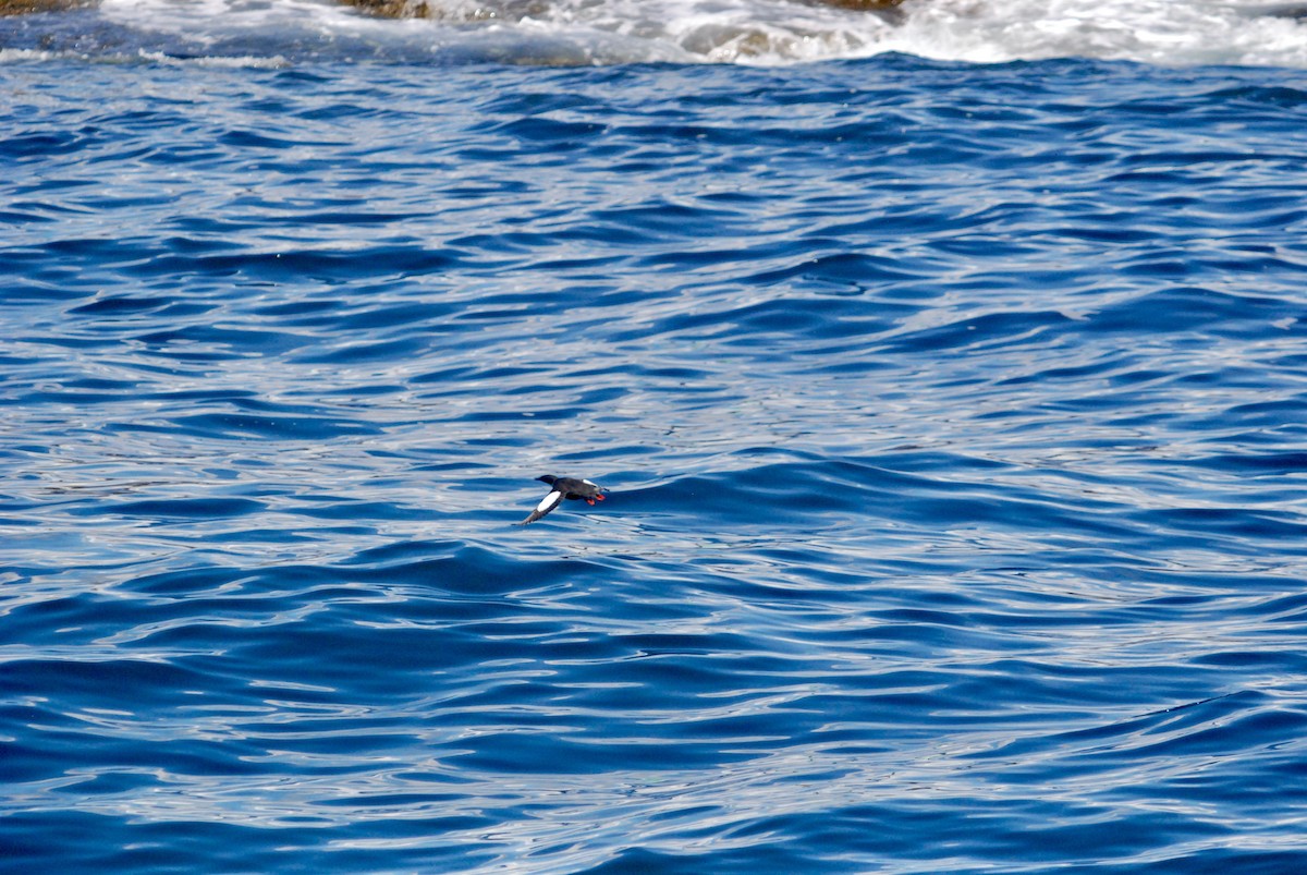 Black Guillemot - Sebastian Martinson