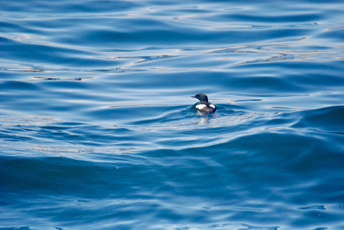 Black Guillemot - ML619597142