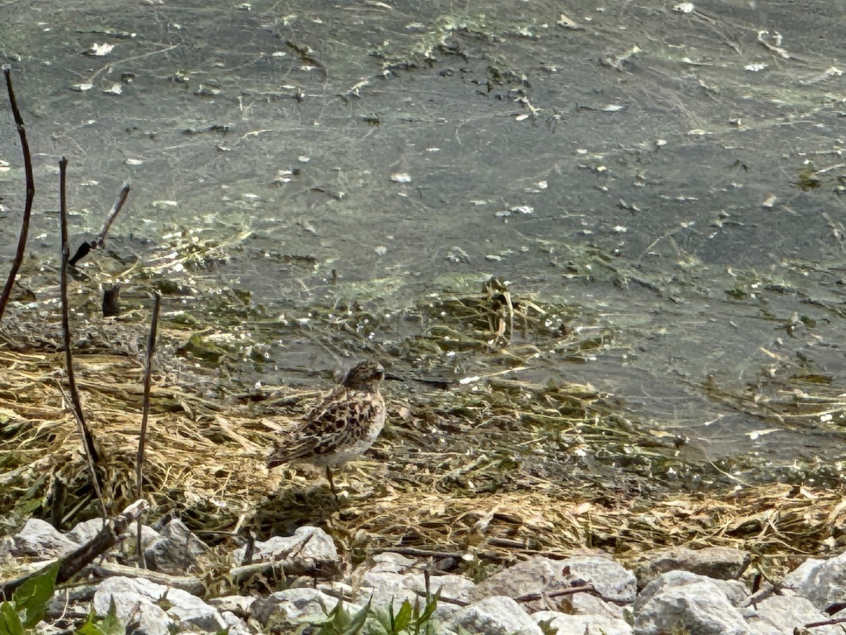 Least Sandpiper - Laura F