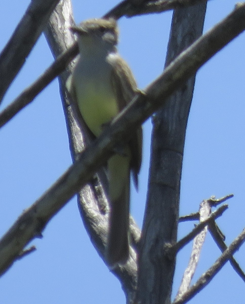 Brown-crested Flycatcher - Anonymous