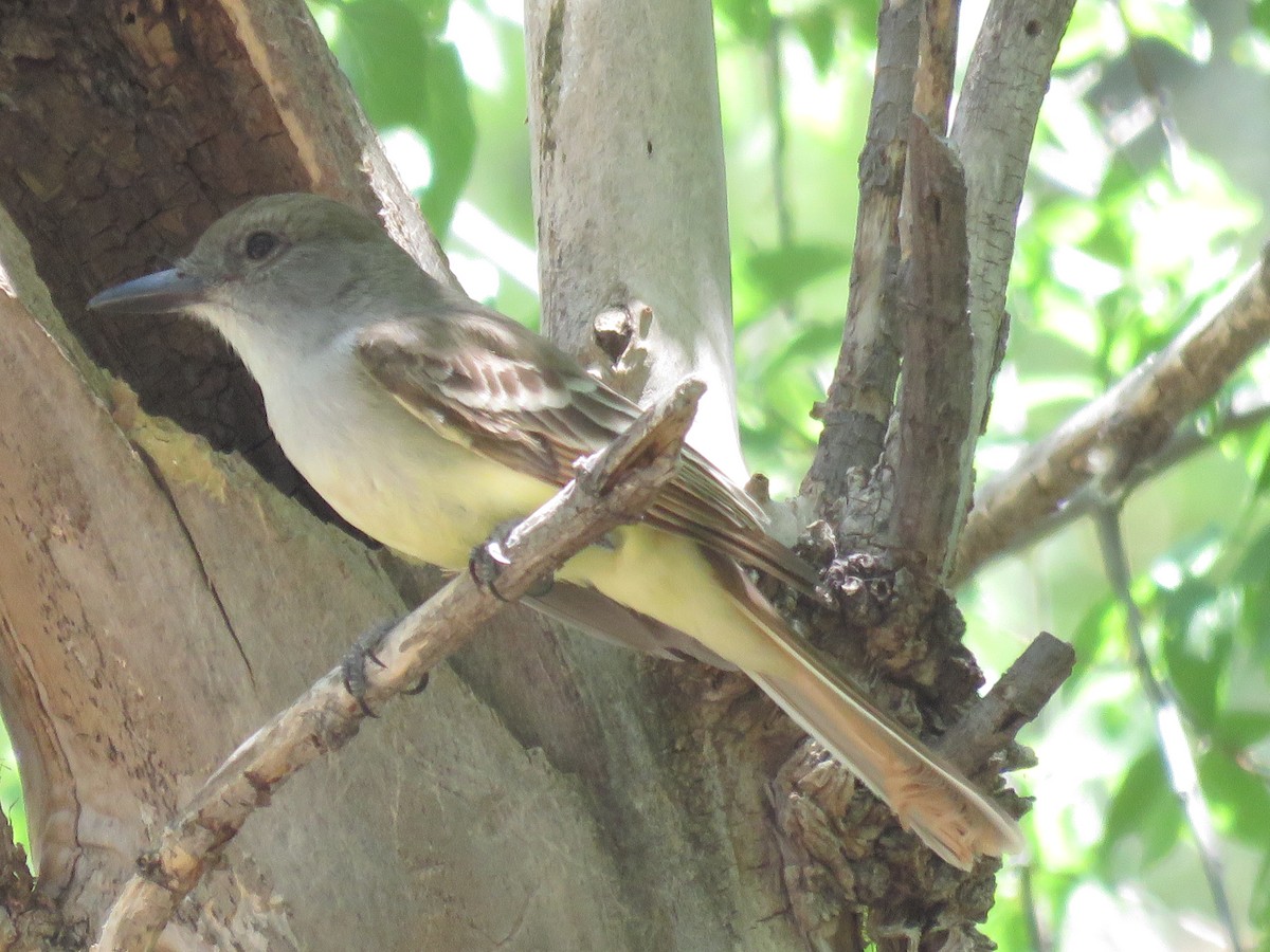 Brown-crested Flycatcher - Anonymous