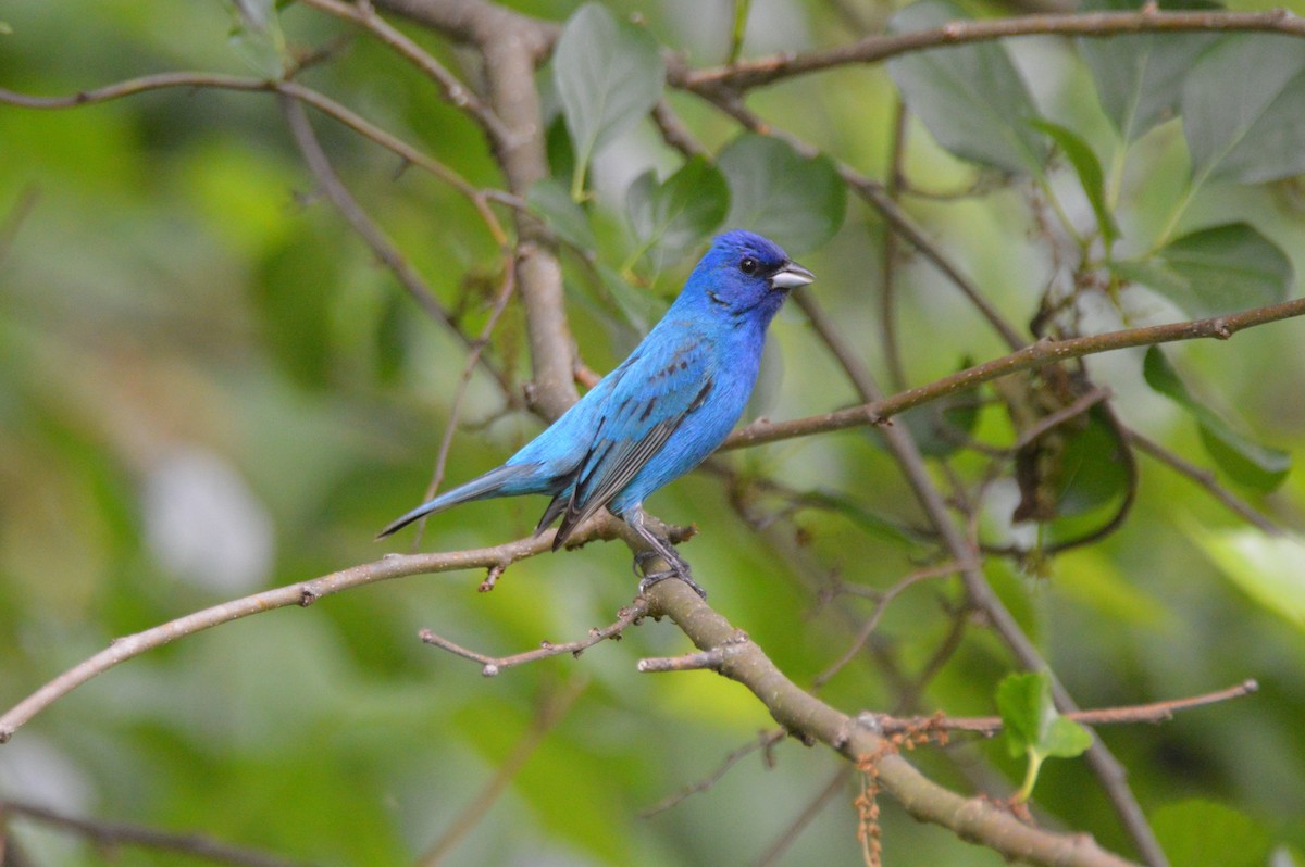 Indigo Bunting - Matthew Wibberley