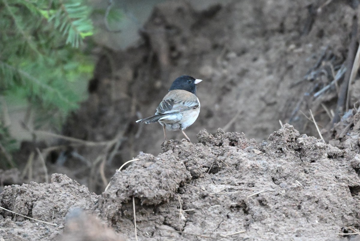 Dark-eyed Junco (Oregon) - Larry Jordan